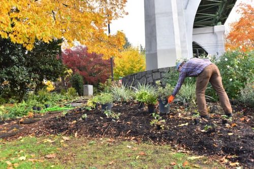 Cathedral Park Planting November 2025