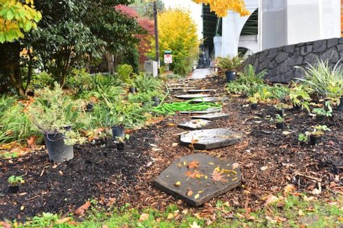 Cathedral Park Planting November 2025