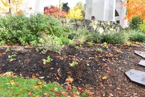 Cathedral Park Planting November 2025