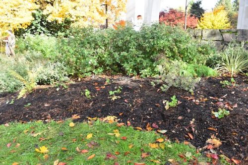 Cathedral Park Planting November 2025