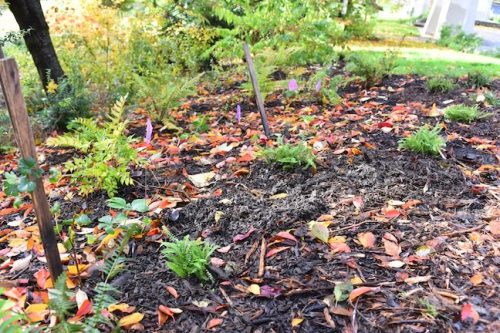 Cathedral Park Planting November 2025