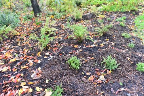 Cathedral Park Planting November 2025