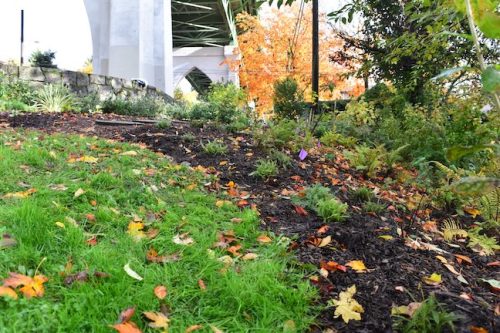 Cathedral Park Planting November 2025