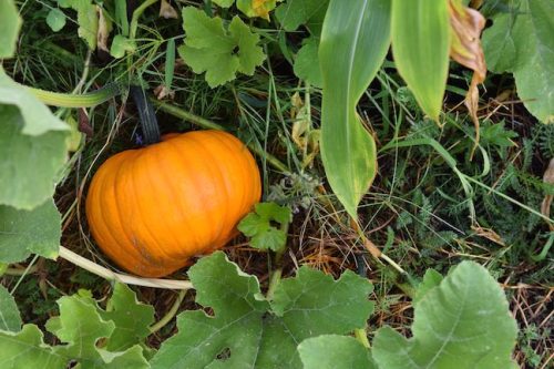 August 2025 ~ Bybee Lakes Hope Center Victory Garden Volunteer Harvest Day
