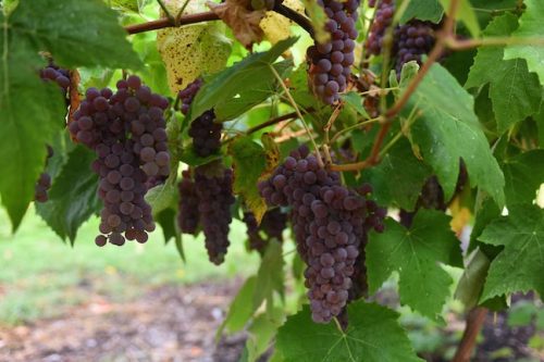 August 2025 ~ Bybee Lakes Hope Center Victory Garden Volunteer Harvest Day