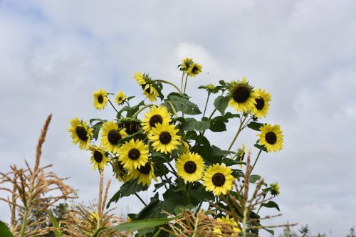 August 2025 ~ Bybee Lakes Hope Center Victory Garden Volunteer Harvest Day
