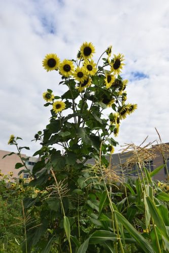 August 2025 ~ Bybee Lakes Hope Center Victory Garden Volunteer Harvest Day