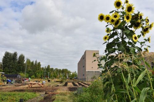August 2025 ~ Bybee Lakes Hope Center Victory Garden Volunteer Harvest Day