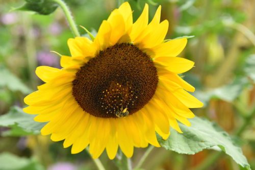 August 2025 ~ Bybee Lakes Hope Center Victory Garden Volunteer Harvest Day