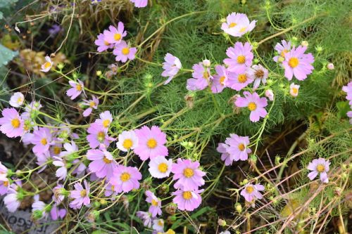 August 2025 ~ Bybee Lakes Hope Center Victory Garden Volunteer Harvest Day