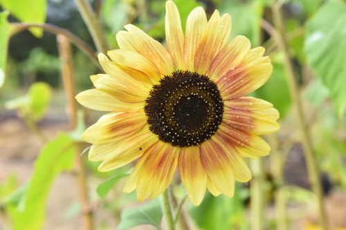 August 2025 ~ Bybee Lakes Hope Center Victory Garden Volunteer Harvest Day