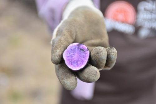 August 2025 ~ Bybee Lakes Hope Center Victory Garden Volunteer Harvest Day