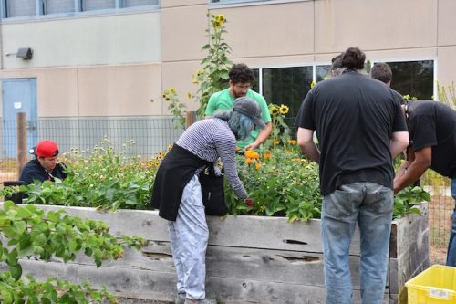 August 2025 ~ Bybee Lakes Hope Center Victory Garden Volunteer Harvest Day
