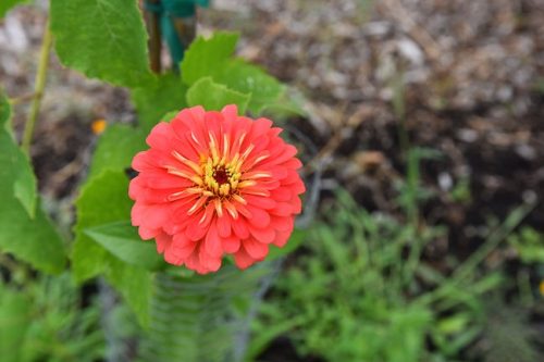 August 2025 ~ Bybee Lakes Hope Center Victory Garden Volunteer Harvest Day