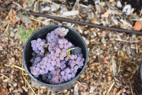 August 2025 ~ Bybee Lakes Hope Center Victory Garden Volunteer Harvest Day