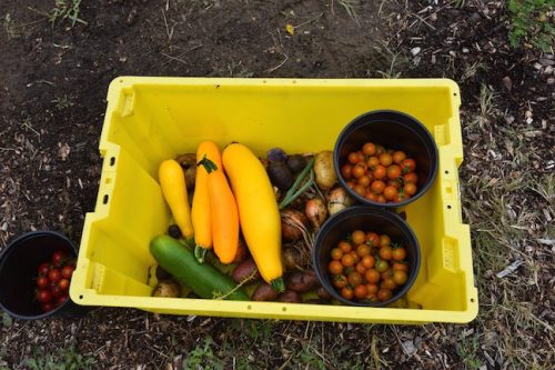 August 2025 ~ Bybee Lakes Hope Center Victory Garden Volunteer Harvest Day