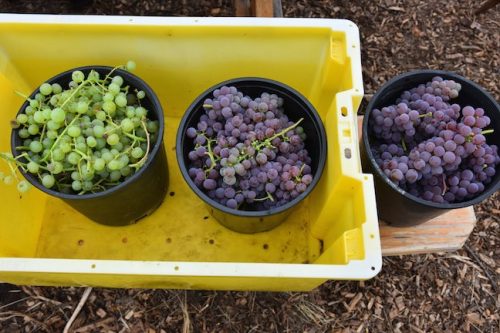 August 2025 ~ Bybee Lakes Hope Center Victory Garden Volunteer Harvest Day