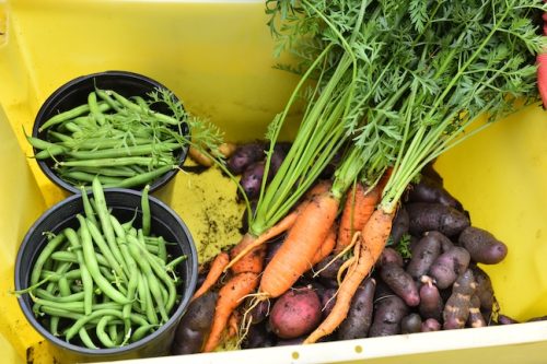 August 2025 ~ Bybee Lakes Hope Center Victory Garden Volunteer Harvest Day