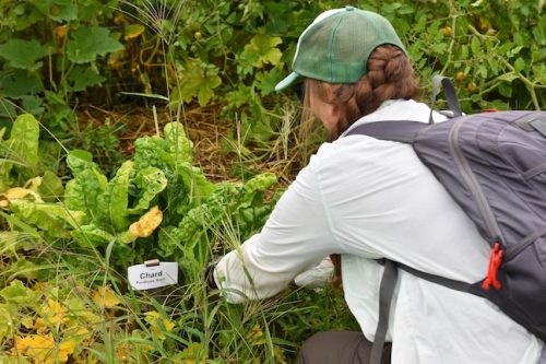 August 2025 ~ Bybee Lakes Hope Center Victory Garden Volunteer Harvest Day