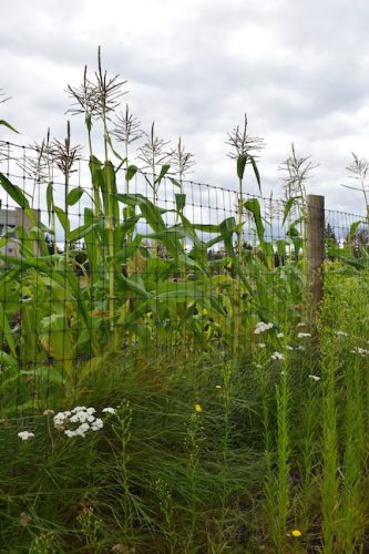 August 2025 ~ Bybee Lakes Hope Center Victory Garden Volunteer Harvest Day