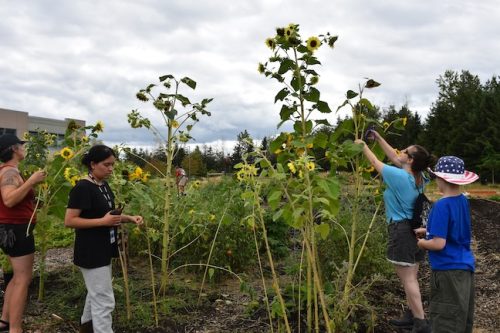 August 2025 ~ Bybee Lakes Hope Center Victory Garden Volunteer Harvest Day