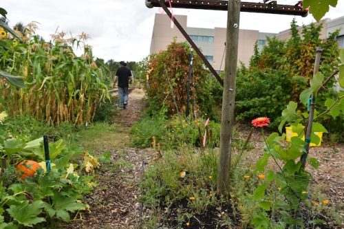 August 2025 ~ Bybee Lakes Hope Center Victory Garden Volunteer Harvest Day